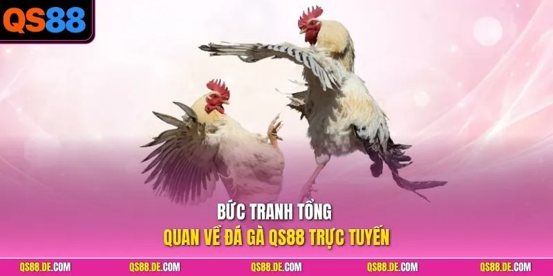 Bức tranh tổng quan về đá gà QS88 trực tuyến