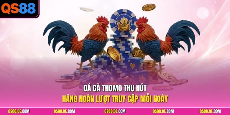 Đá gà Thomo thu hút hàng ngàn lượt truy cập mỗi ngày