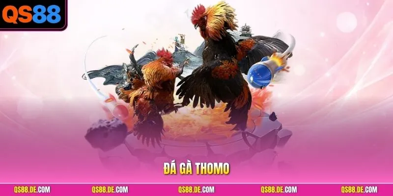 Đá Gà Thomo - Quy Tắc Chiến Đấu Kịch Tính Cùng Nhà Cái QS88